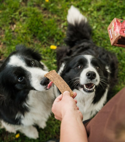 Le succès international de Fitmin Kennel